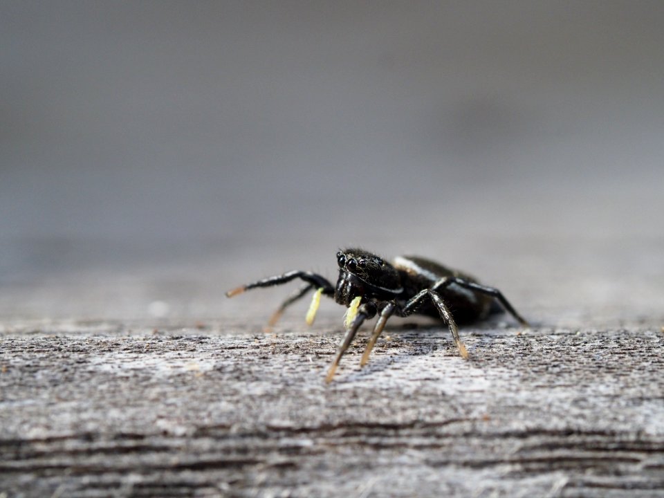Heliophanus cupreus (f)