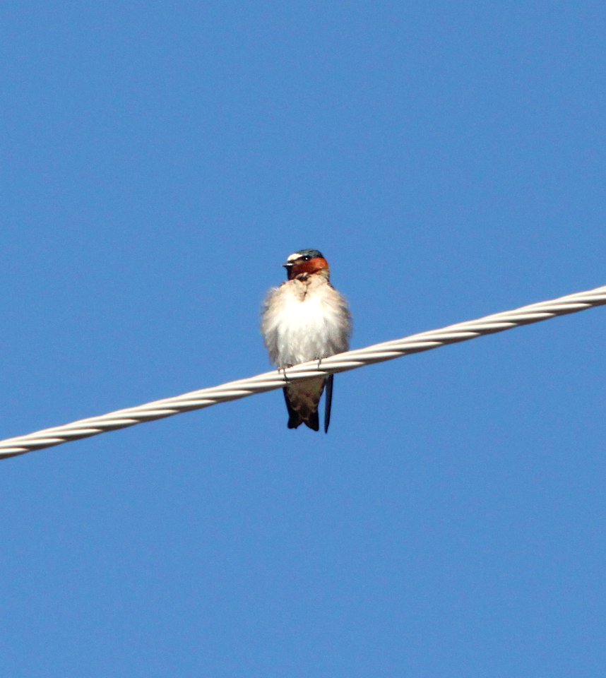 SWALLOW, CLIFF (4-3-12) pena blanca lake, scc, az -02
