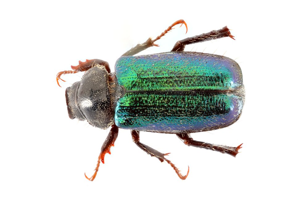 Junebug (top) - Dichelonyx sp.
