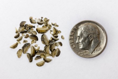 Small zebra mussels up close (2)