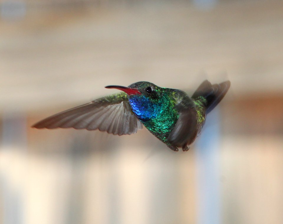 HUMMINGBIRD, BROAD-BILLED (3-23-11) 78 circulo montana, patagonia lake ranch estates, scc, az -02