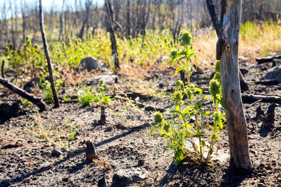 New growth in the 2016 Maple Fire scar (American dragonhead, Dracocephalum parviflorum)