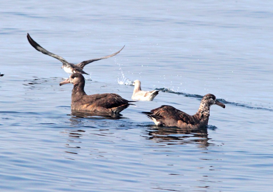 109 - BLACK-FOOTED ALBATROSS (9-25-09) monterey co, ca  (11)