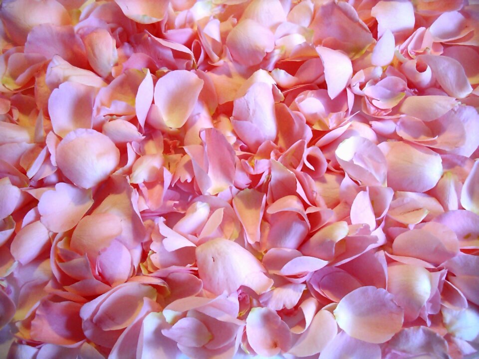 Nature pink rose pink