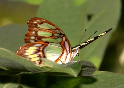 MALACHITE (Siproeta stelenes) (11-1-2020) the butterfly center, mission, tx -05 photo