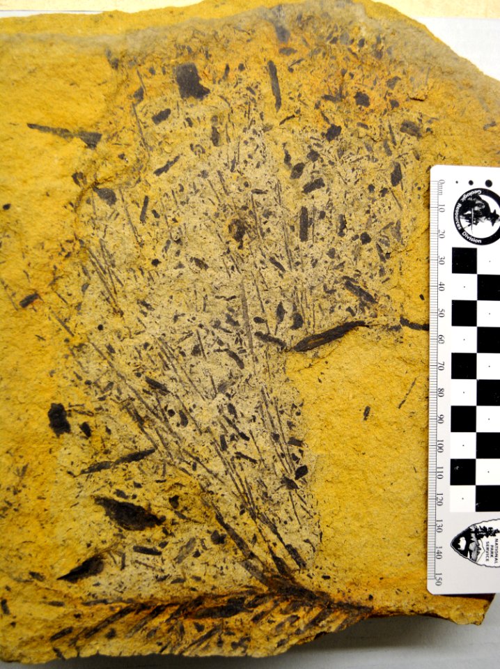 YELL-94341 Fossilized seed fern