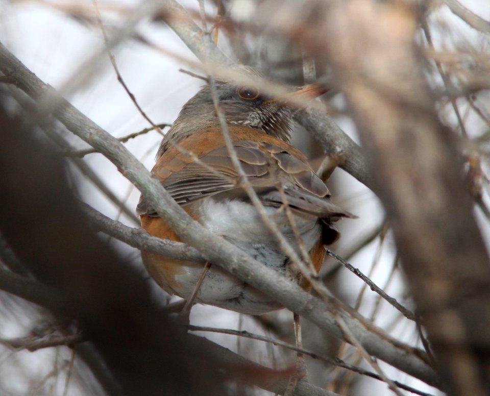 ROBIN, RUFOUS-BACKED (1-5-11) patagonia lake, scc, az -01