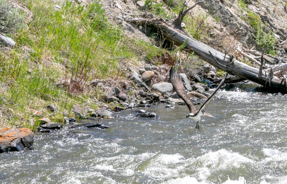 Osprey fishing