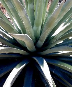 AGAVE - HUACHUCA MOUNTAINS, Hunter Canyon, AZ - (1-25-2019) -02