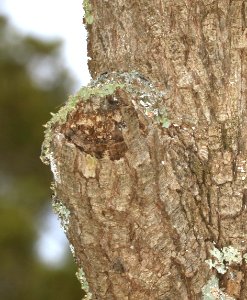 569 - TUFTED FLYCATCHER (5-13-2016) ramsey canyon, huachuca mts, cochise co, az -11 nest