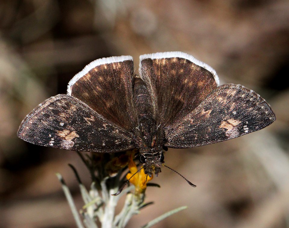 DUSKYWING, FUNEREAL (Erynnis funeralis) (11-2-11) harshaw road area, scc, az - 01
