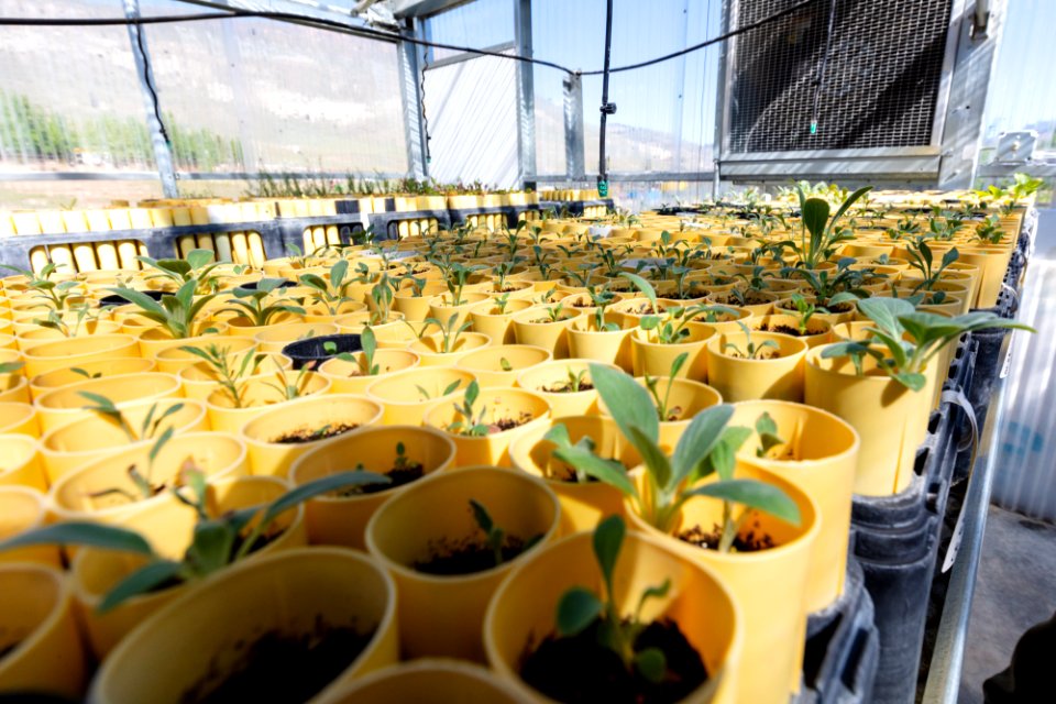 Starter cones at the Stephens Creek Nursery greenhouse (2)