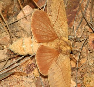 MOTH, sp (8-3-12) upper humboldt cyn, patagonia mts, scc, az -02