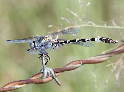 SANDDRAGON, GRAY (Progomphus borealis) (8-30-11) san rafael grasslands, scc, az -01