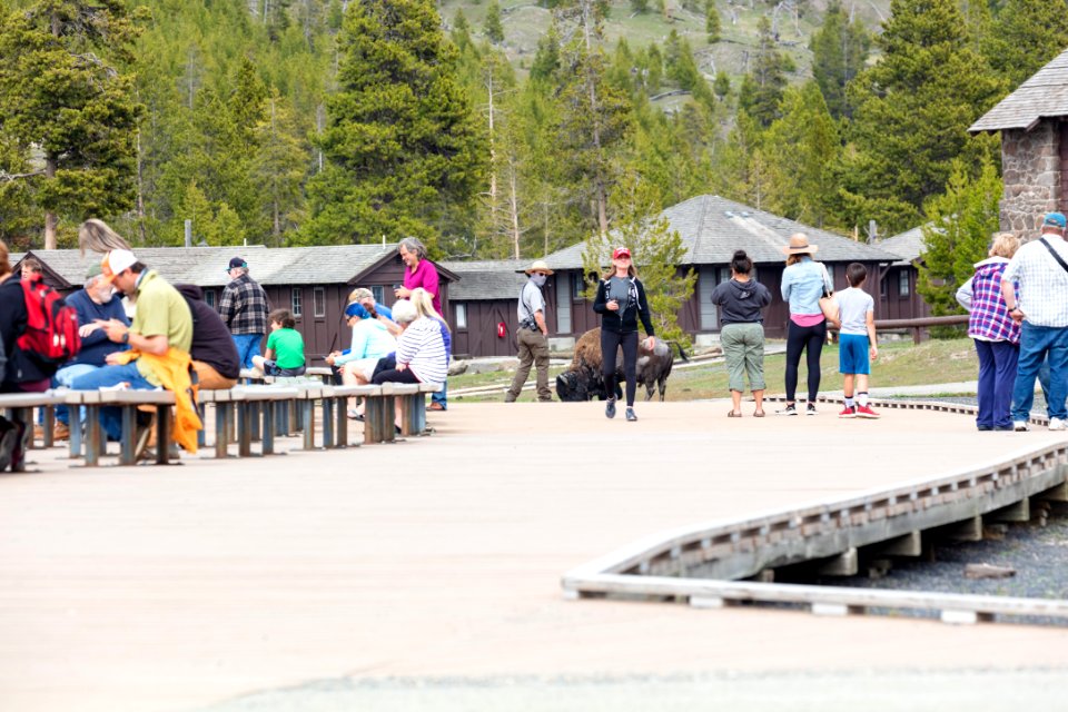 Park employee watches a bison from a safe distance on the Old Faithful boardwalk