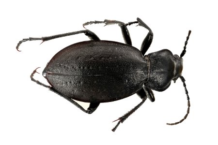 Carabus taedatus (top view)