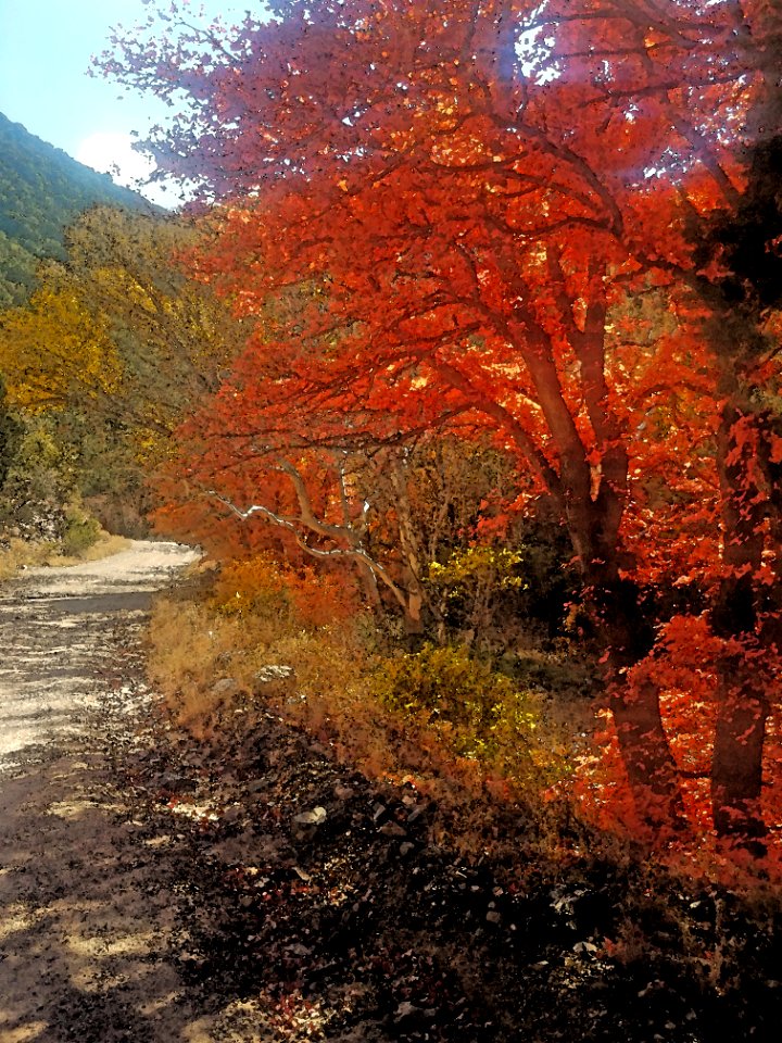GARDEN CANYON, HUACHUCA MTS Fall Color (11-17-2020) - 11 PHOTOSHOP WATERCOLOR