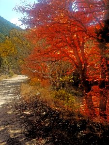 GARDEN CANYON, HUACHUCA MTS Fall Color (11-17-2020) - 11 PHOTOSHOP WATERCOLOR photo