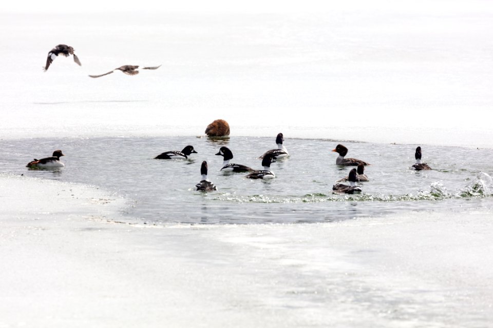 Barrow's goldeneye's courtship displays on a frozen pond