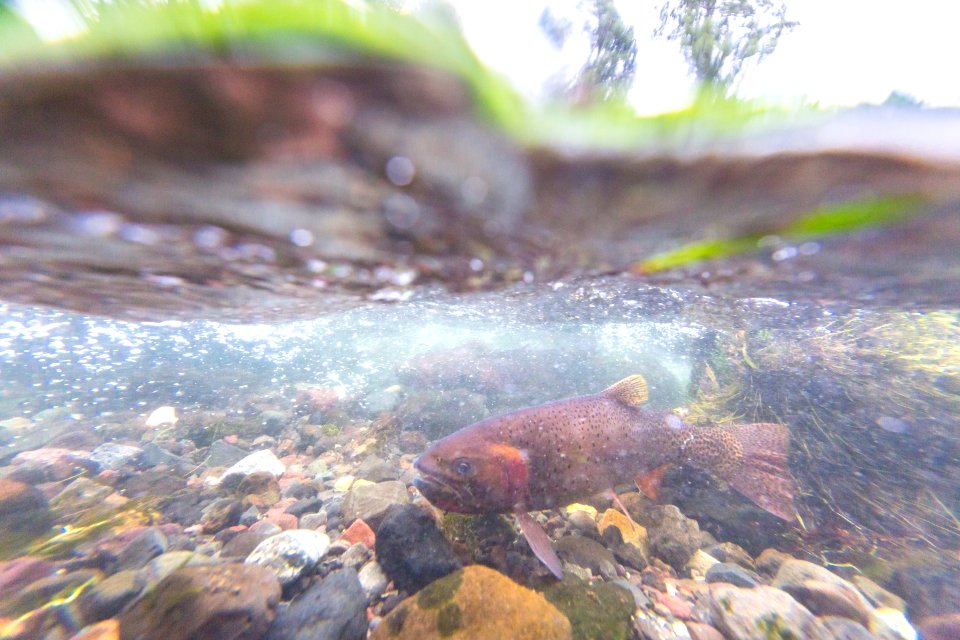 Spawning Yellowstone cutthroat trout (Oncorhynchus clarkii bouvieri) (2)