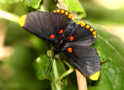 RED-BORDERED PIXIE (Melanis pixie) (11-15-13) falcon rd and bentsen blvd, palmview, tx  (2)