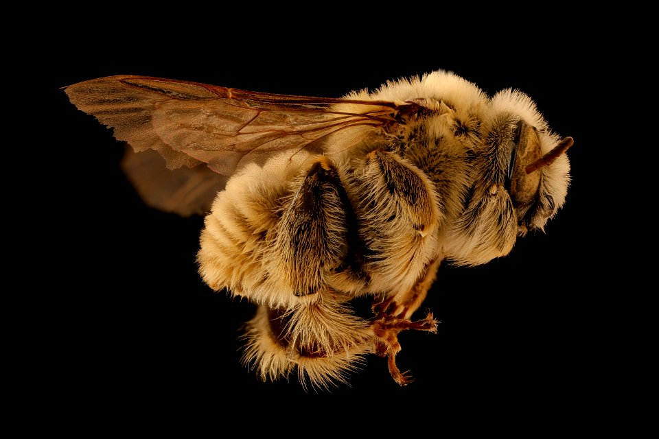 Diadasia australis, m, right, Jackson Co., SD 2018-08-10-18.40.22 ZS PMax UDR
