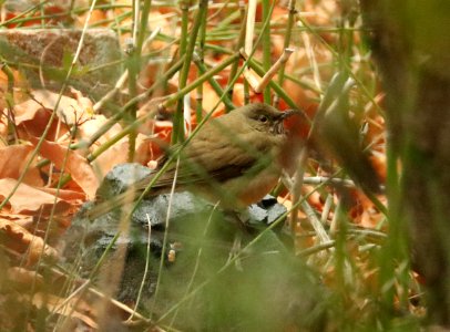 754 - WHITE-THROATED THRUSH (1-10-2018) madera picnic area, madera canyon, pima co, az - 19