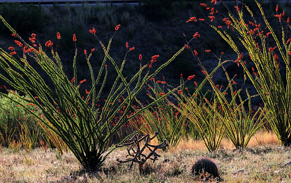 OCOTILLO (Fouquieria splendens) (5-10-10) property near pat lake st pk, sc co, az - 06