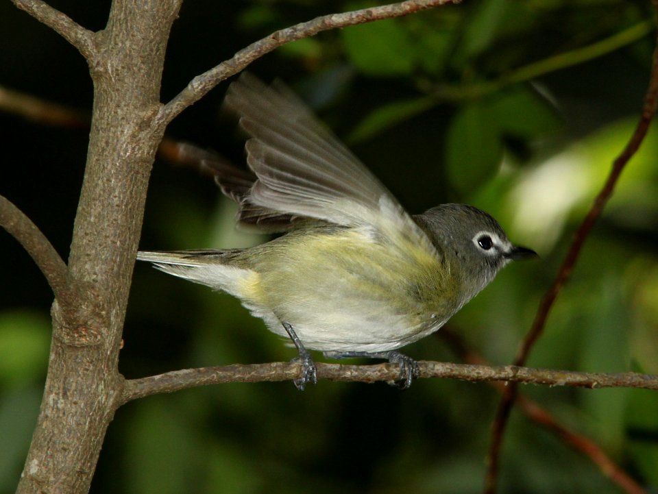 VIREO, CASSIN'S (4-15-10) cerro alto campground area, slo co, ca -01
