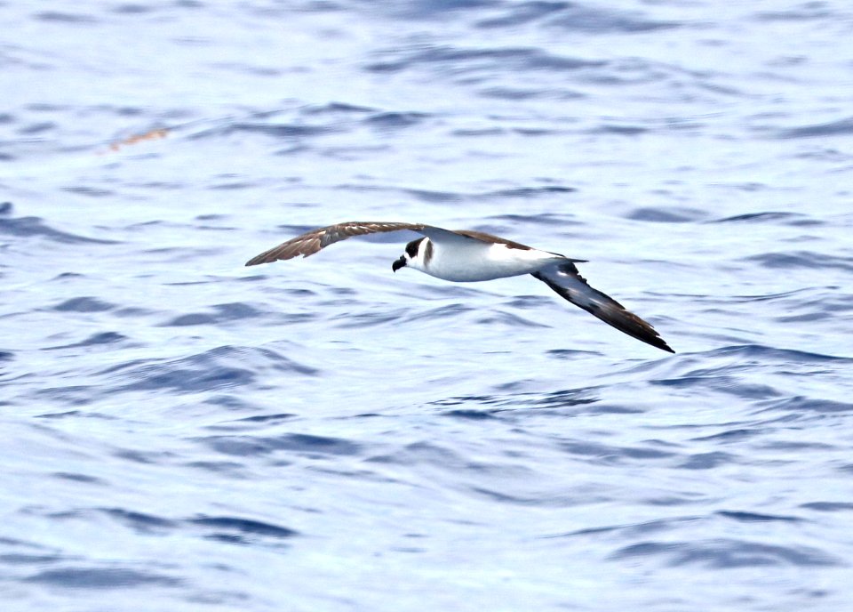 118 - BLACK-CAPPED PETREL (5-31-2017) off hatteras, dare co, nc (1)