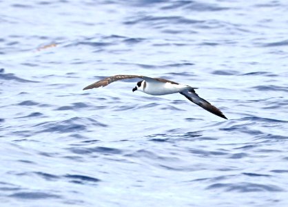 118 - BLACK-CAPPED PETREL (5-31-2017) off hatteras, dare co, nc (1)