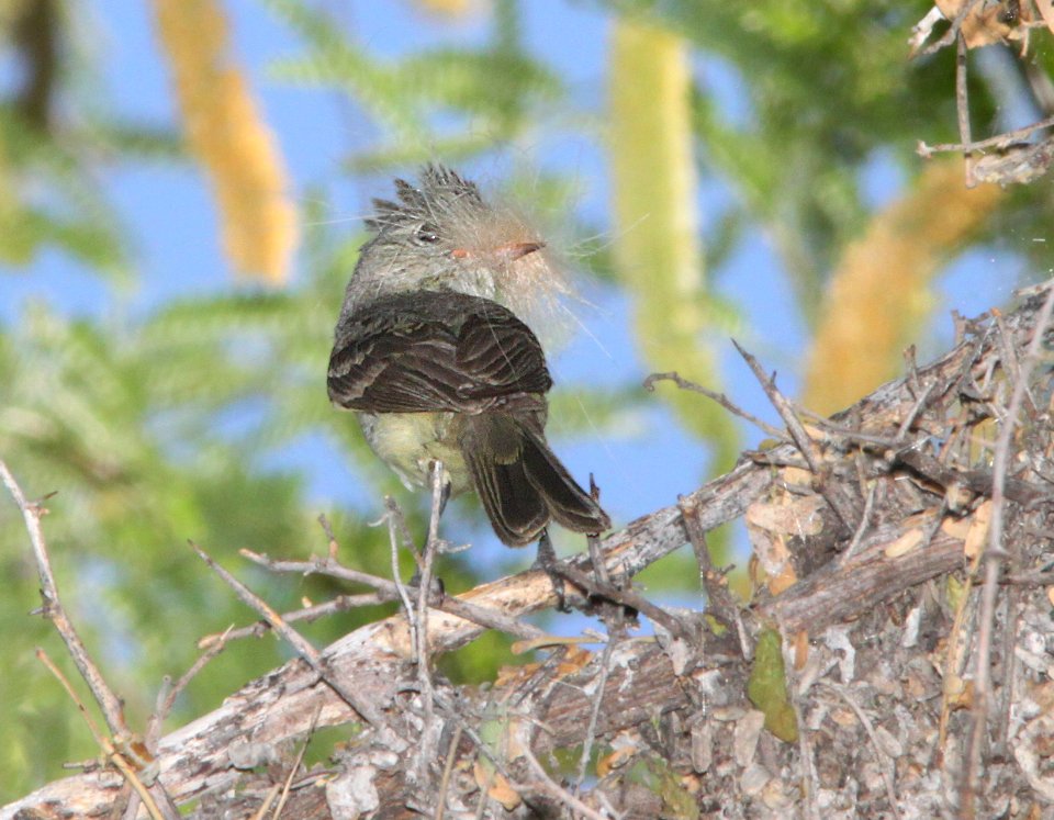 BEARDLESS-TYRANNULET, NORTHERN (5-14-12) patagonia lake, scc, az -01