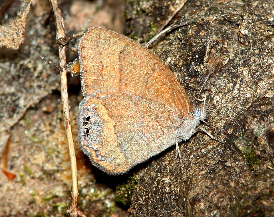 SATYR, NABOKOV'S (Cyllopsis pyracmon) (6-6-11) patagonia hills, scc, az -01