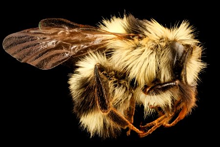 Bombus melanopygus, right, f, Mariposa CA 2017-07-28-14.07