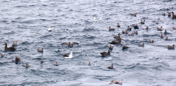 108 & 109 - LAYSAN & BLACK-FOOTED ALBATROSS (9-06) attu, ak