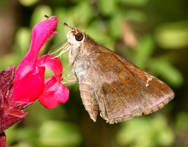 SKIPPER, CLOUDED (Lerema accius) (10-13-12) sante fe ranch, n-e of nogales, scc, az -05