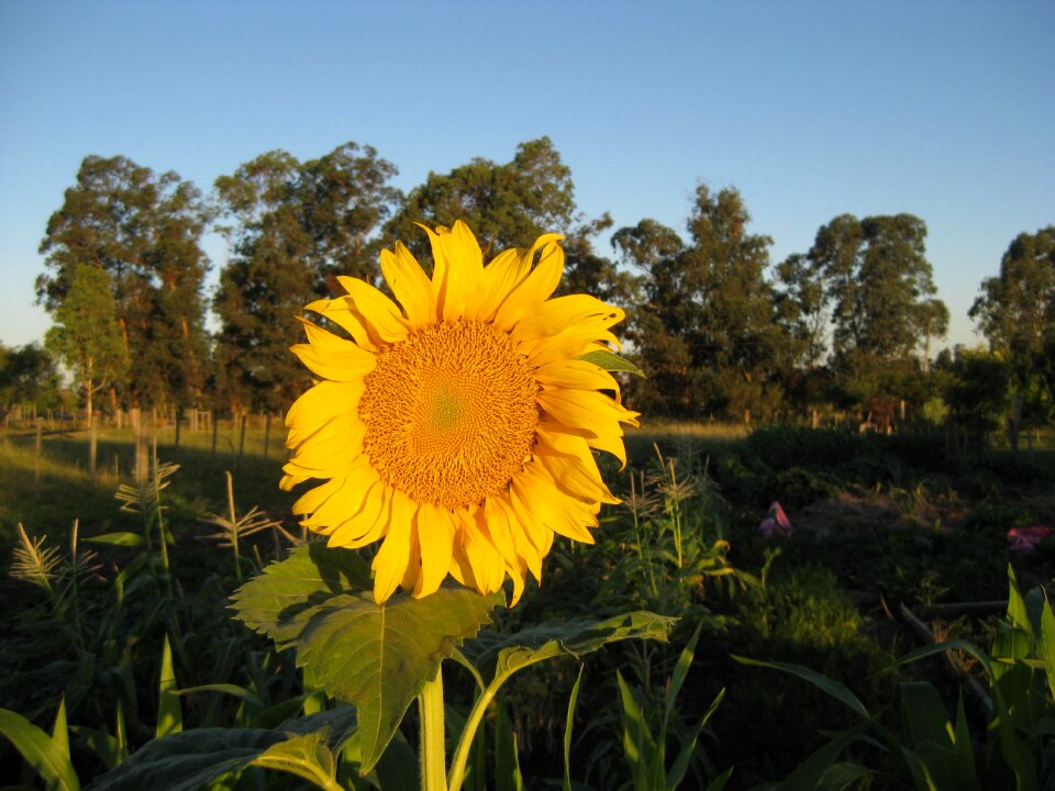 Agriculture outdoor rural