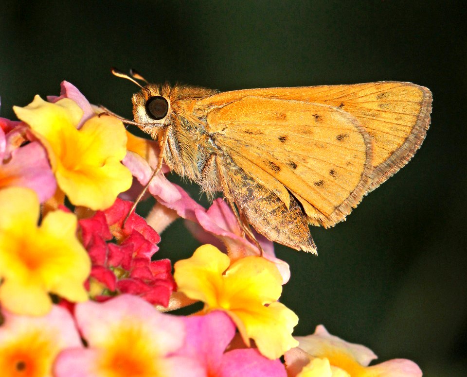 SKIPPER, FIERY (Hylephila phyleus) (10-6-12) patagonia post office, scc, az -01
