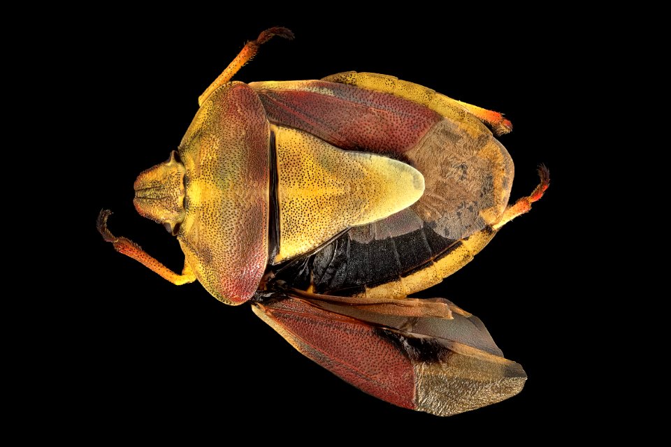 Pentatomid bug - Antheminia remota