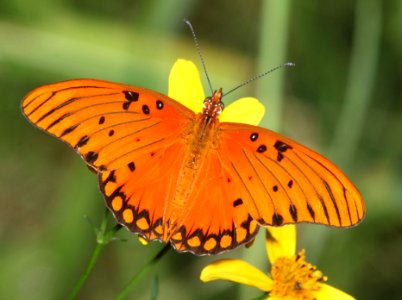 FRITILLARY, GULF (Agraulis vanillae) (10 -7-10) pena blanca lake, scc, az -01
