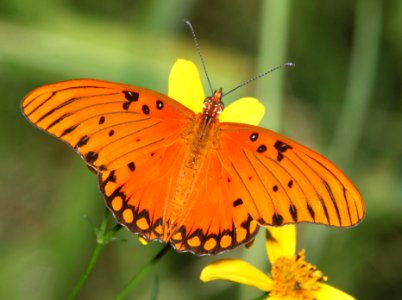 FRITILLARY, GULF (Agraulis vanillae) (10 -7-10) pena blanca lake, scc, az -01 photo