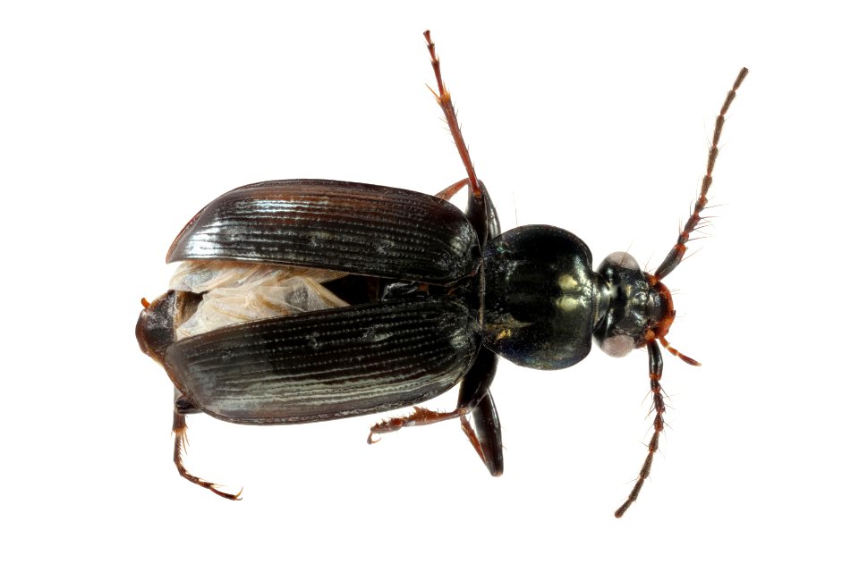 Loricera pillicornis (top view)