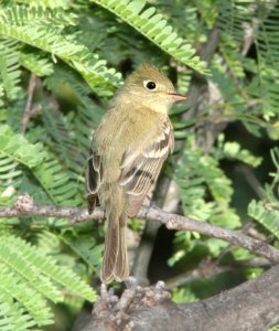 FLYCATCHER, PACIFIC-SLOPE (5-26-12) patagonia lake, scc, az -01