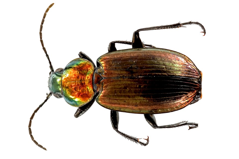 Agonum cupreum (top view)