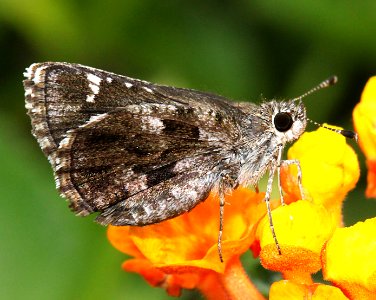 ROADSIDE-SKIPPER, NYSA (Amblyscirtes nysa) (7-24-11) 78 circulo montana, patagonia lake ranch estates, scc, az -05
