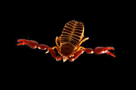 Pseudoscorpion photo