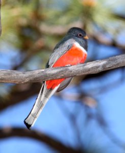 TROGON, ELEGANT (5-25-11) vault mine trail. madera cyn, scc, az -01