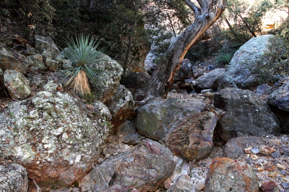 UPPER FLUX CANYON, Patagonia Hills, scc, az (9-25-10) -14