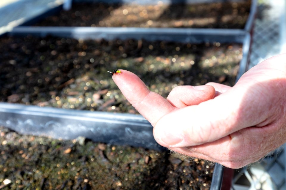 Biotech Sam Reid shows a seed sprout