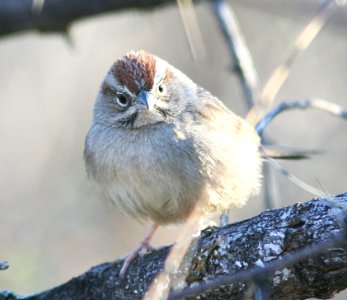 SPARROW, RUFOUS-CROWNED (3-5-08) patagonia lake state park, az -03